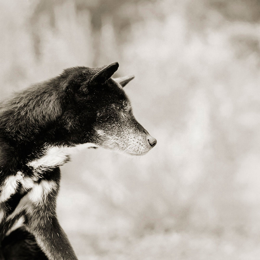 elderly-animals-isa-leshko-13