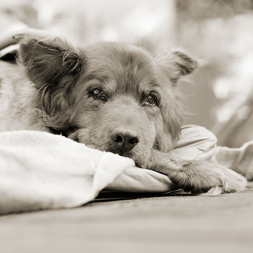 elderly-animals-isa-leshko-17