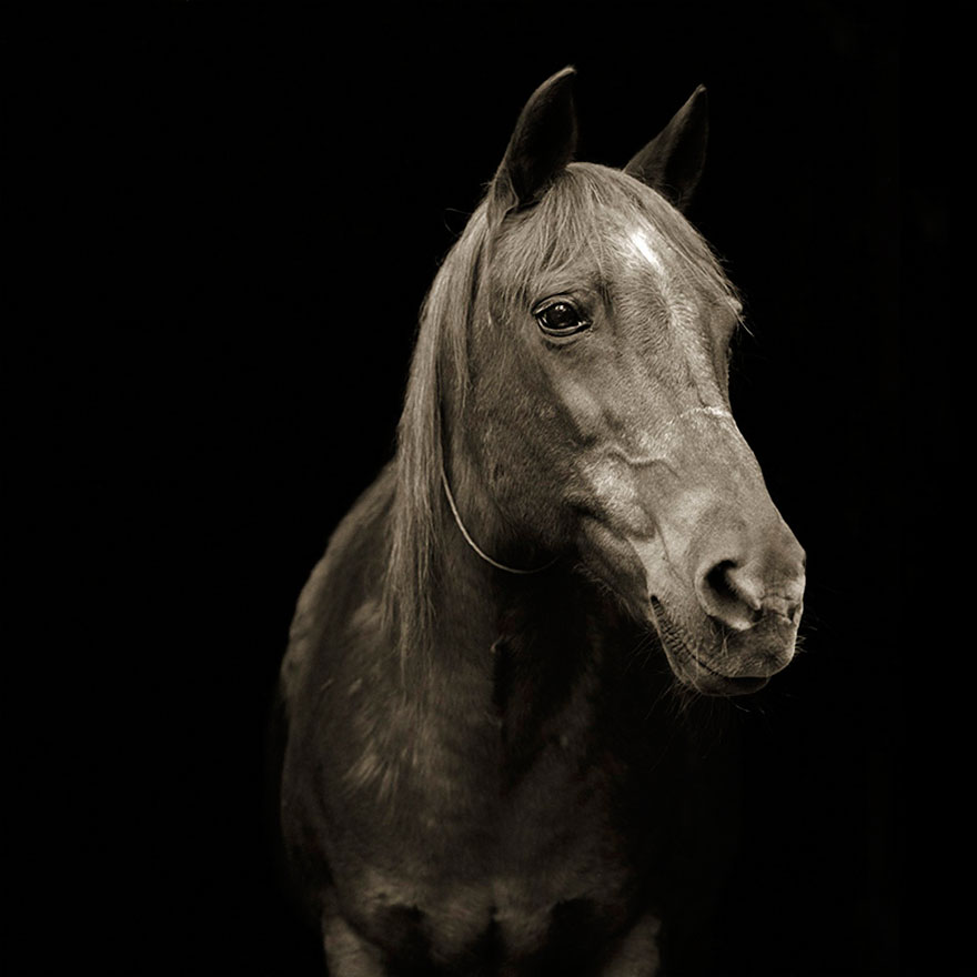 elderly-animals-isa-leshko-5