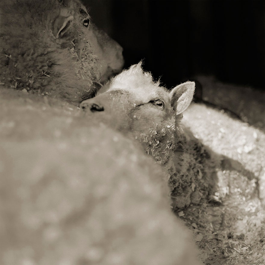 elderly-animals-isa-leshko-6 elderly-animals-isa-leshko-6