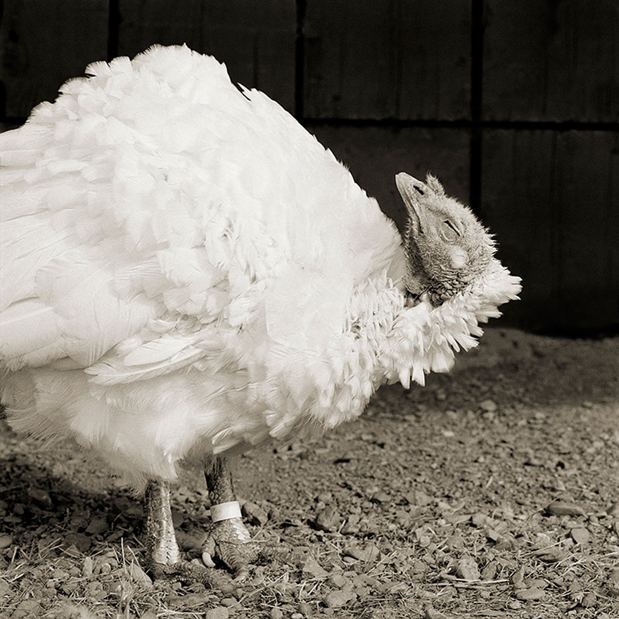 elderly-animals-isa-leshko-8 elderly-animals-isa-leshko-8