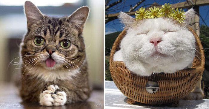 114 Of The Most Famous Cats On The Internet