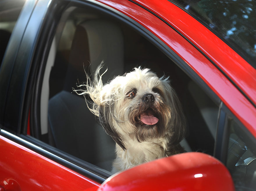 funny-dogs-in-cars-lara-jo-regan-2 funny-dogs-in-cars-lara-jo-regan-2