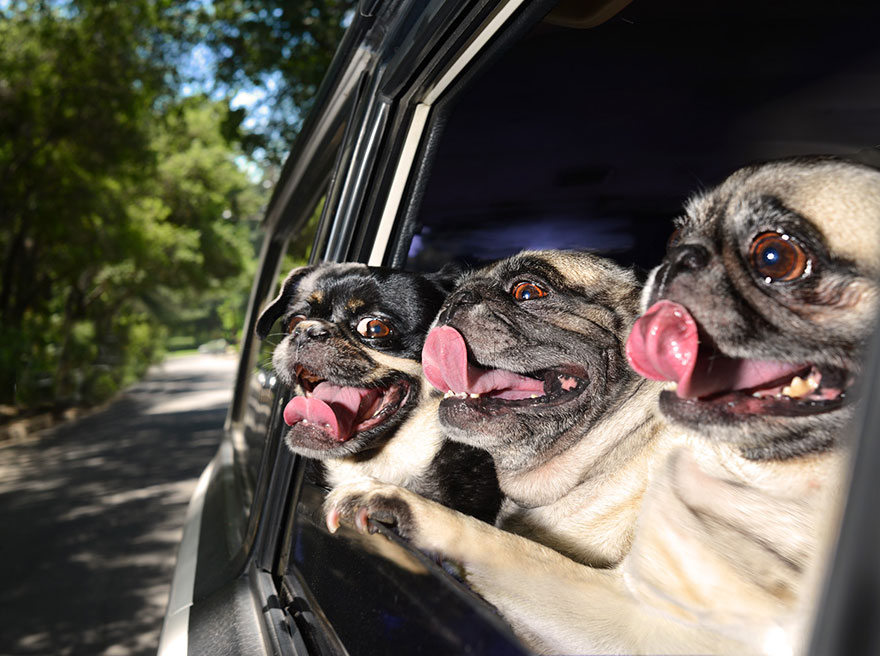 funny-dogs-in-cars-lara-jo-regan-4 funny-dogs-in-cars-lara-jo-regan-4