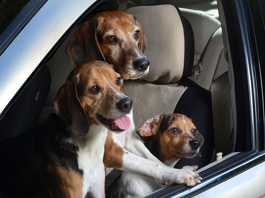 funny-dogs-in-cars-lara-jo-regan-7 funny-dogs-in-cars-lara-jo-regan-7