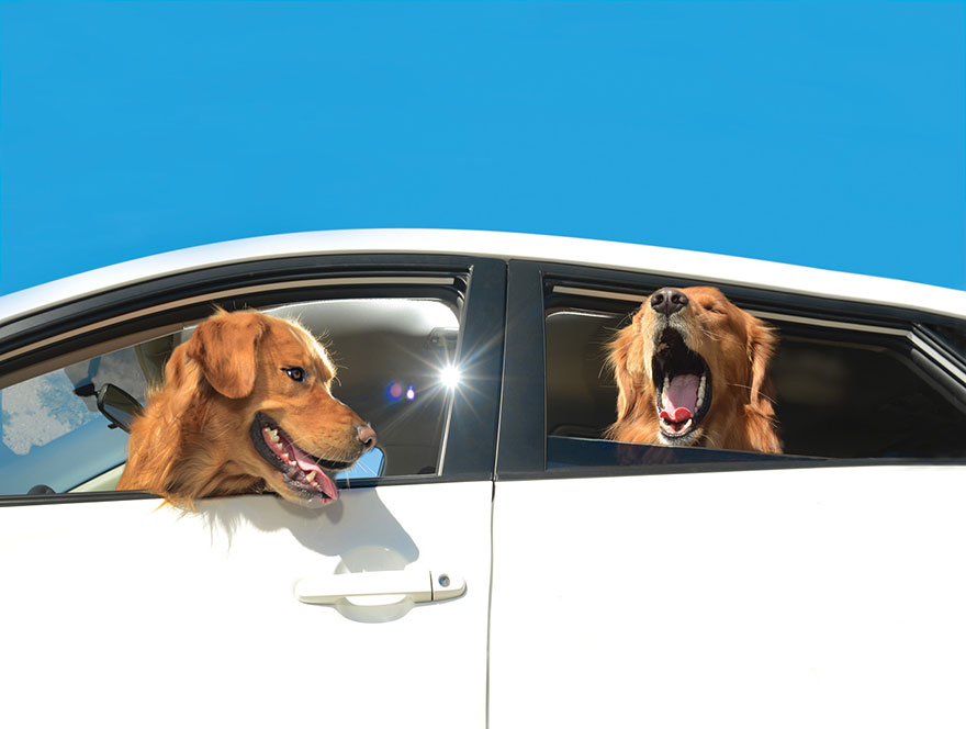 funny-dogs-in-cars-lara-jo-regan-9 funny-dogs-in-cars-lara-jo-regan-9