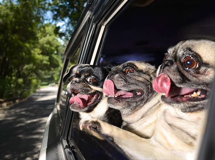 Dogs in Cars: Adorable Photos of Dogs Enjoying Their Ride