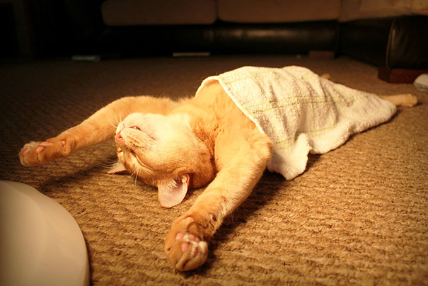 A funny sleeping cat stretched out on the carpet with a small towel covering its body, looking relaxed and adorable. A funny sleeping cat stretched out on the carpet with a small towel covering its body, looking relaxed and adorable.