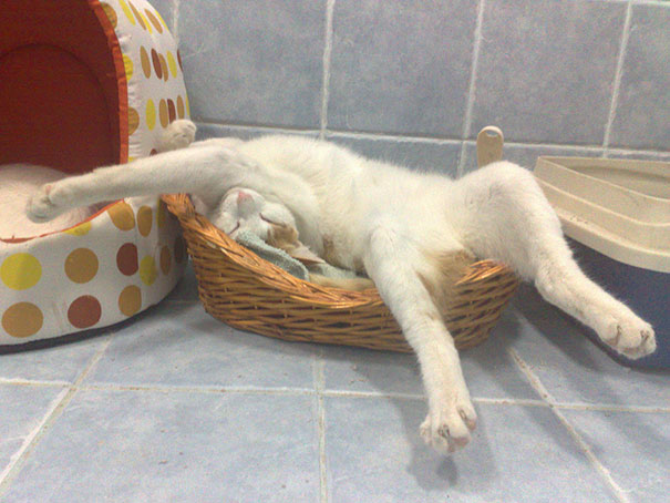 A cat hilariously sprawled in a tiny basket, showcasing a funny sleeping pose. A cat hilariously sprawled in a tiny basket, showcasing a funny sleeping pose.