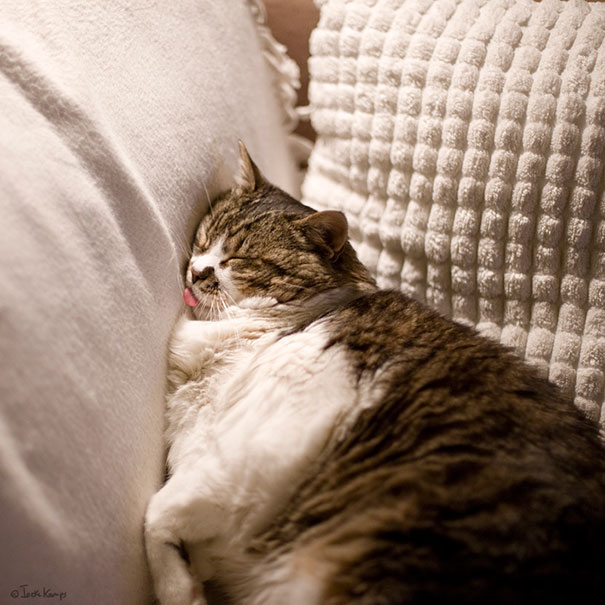 Fluffy cat sleeping with tongue out between cozy pillows, creating a hilarious sleeping cat meme moment. Fluffy cat sleeping with tongue out between cozy pillows, creating a hilarious sleeping cat meme moment.