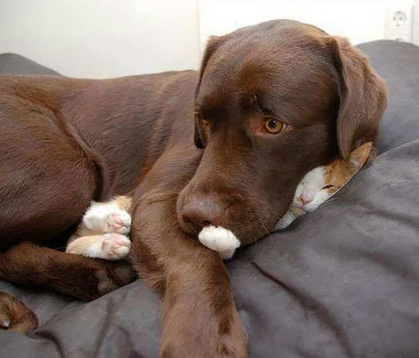 Hilarious sleeping cat snuggled with a brown dog, looking cozy and content on a bed. Hilarious sleeping cat snuggled with a brown dog, looking cozy and content on a bed.