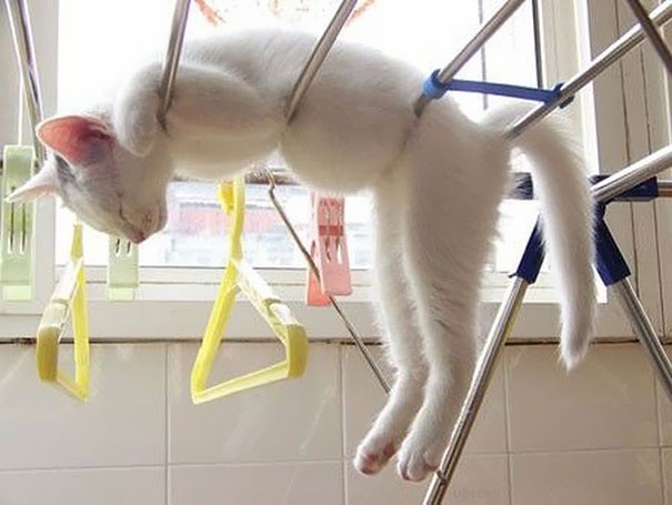 A sleeping cat humorously draped over a clothes rack, creating a funny and adorable scene. A sleeping cat humorously draped over a clothes rack, creating a funny and adorable scene.