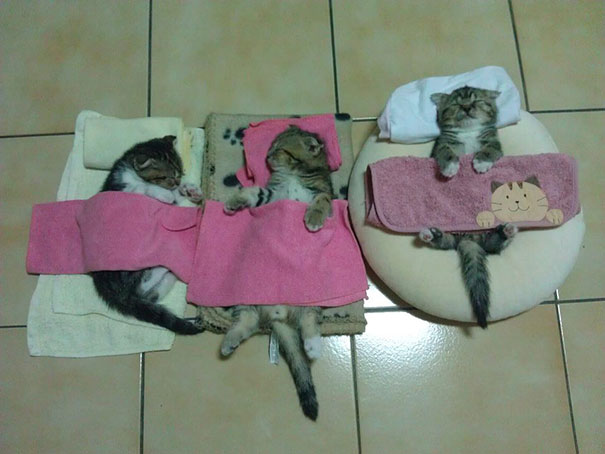 Three adorable sleeping kittens tucked under blankets on tile floor. Three adorable sleeping kittens tucked under blankets on tile floor.
