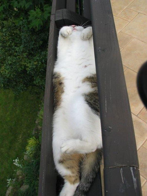 A sleeping cat hilariously squeezed between wooden beams, paws up in the air. A sleeping cat hilariously squeezed between wooden beams, paws up in the air.