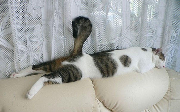 A cat sleeping hilariously on a couch with its tail in the air in front of lace curtains. A cat sleeping hilariously on a couch with its tail in the air in front of lace curtains.