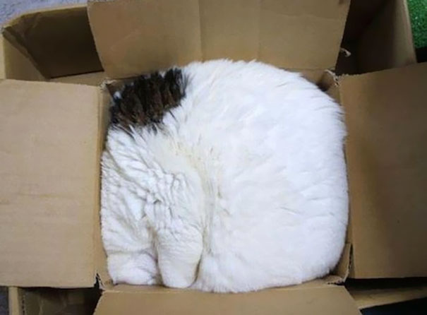 Fluffy sleeping cat curled up in a cardboard box. Fluffy sleeping cat curled up in a cardboard box.