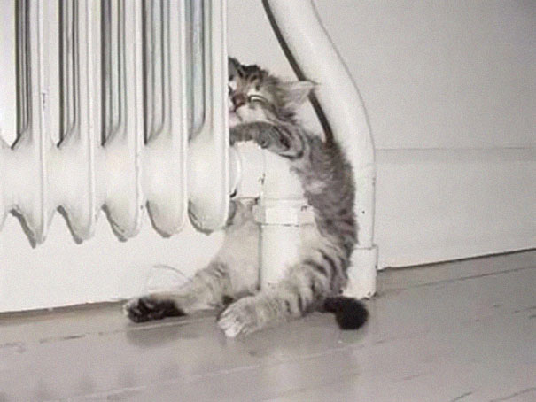 A hilarious sleeping cat cuddling a radiator in a silly position. A hilarious sleeping cat cuddling a radiator in a silly position.