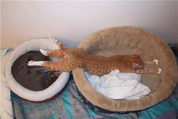Two sleeping cats in separate beds, one ginger cat hilariously stretched across both. Two sleeping cats in separate beds, one ginger cat hilariously stretched across both.