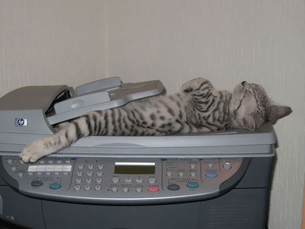 Sleeping cat on a copier, belly up and relaxed, embodying hilarious feline antics. Sleeping cat on a copier, belly up and relaxed, embodying hilarious feline antics.