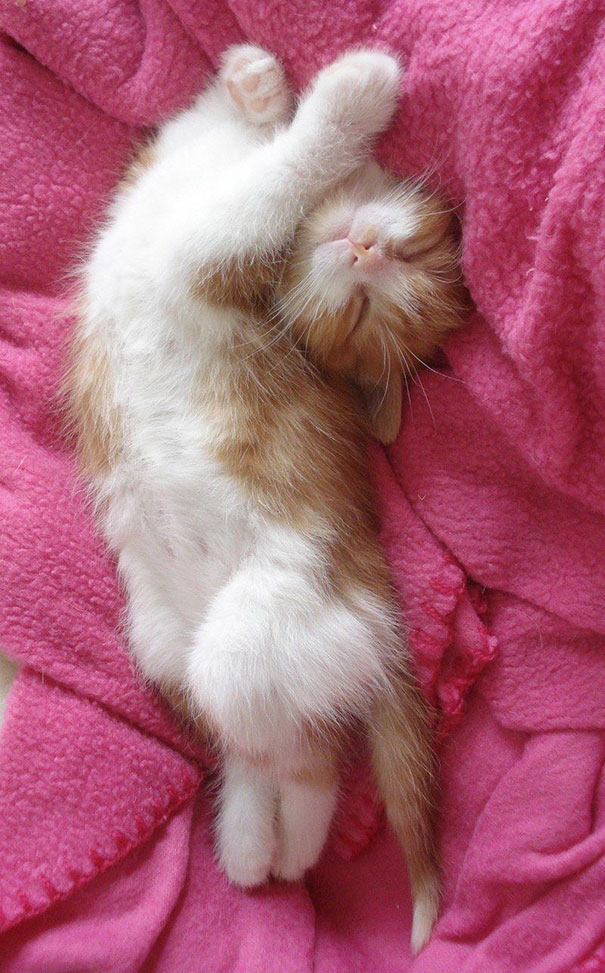 Adorable sleeping cat on a pink blanket, showcasing a cute and peaceful pose. Adorable sleeping cat on a pink blanket, showcasing a cute and peaceful pose.