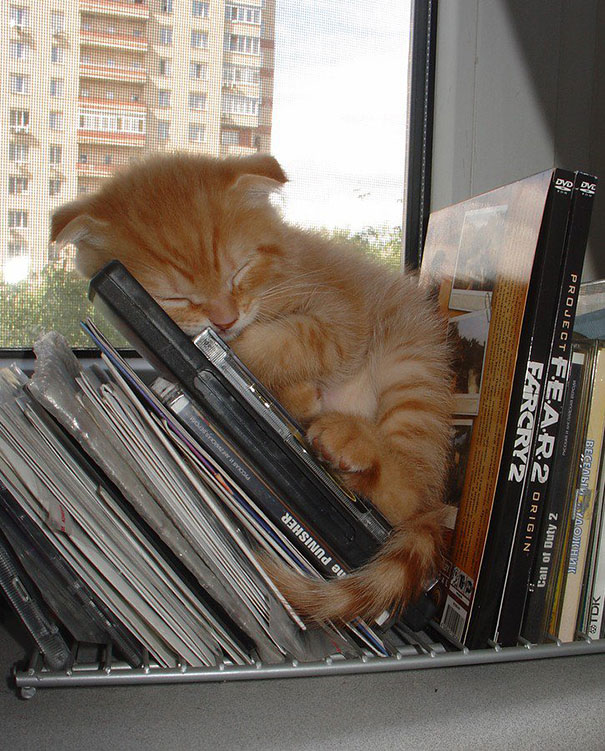 Adorable sleeping cat nestled among DVD cases beside a window. Adorable sleeping cat nestled among DVD cases beside a window.