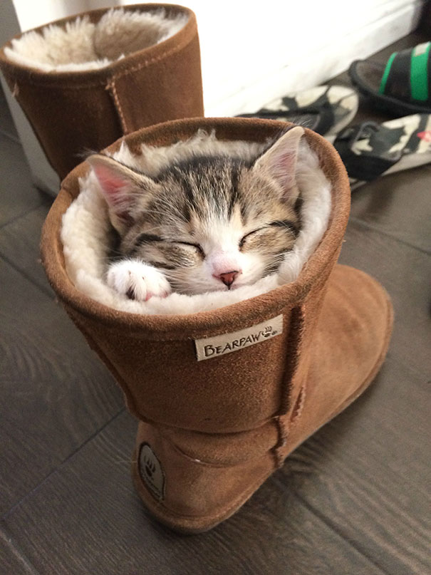 Sleeping cat nestled inside a cozy brown boot. Sleeping cat nestled inside a cozy brown boot.