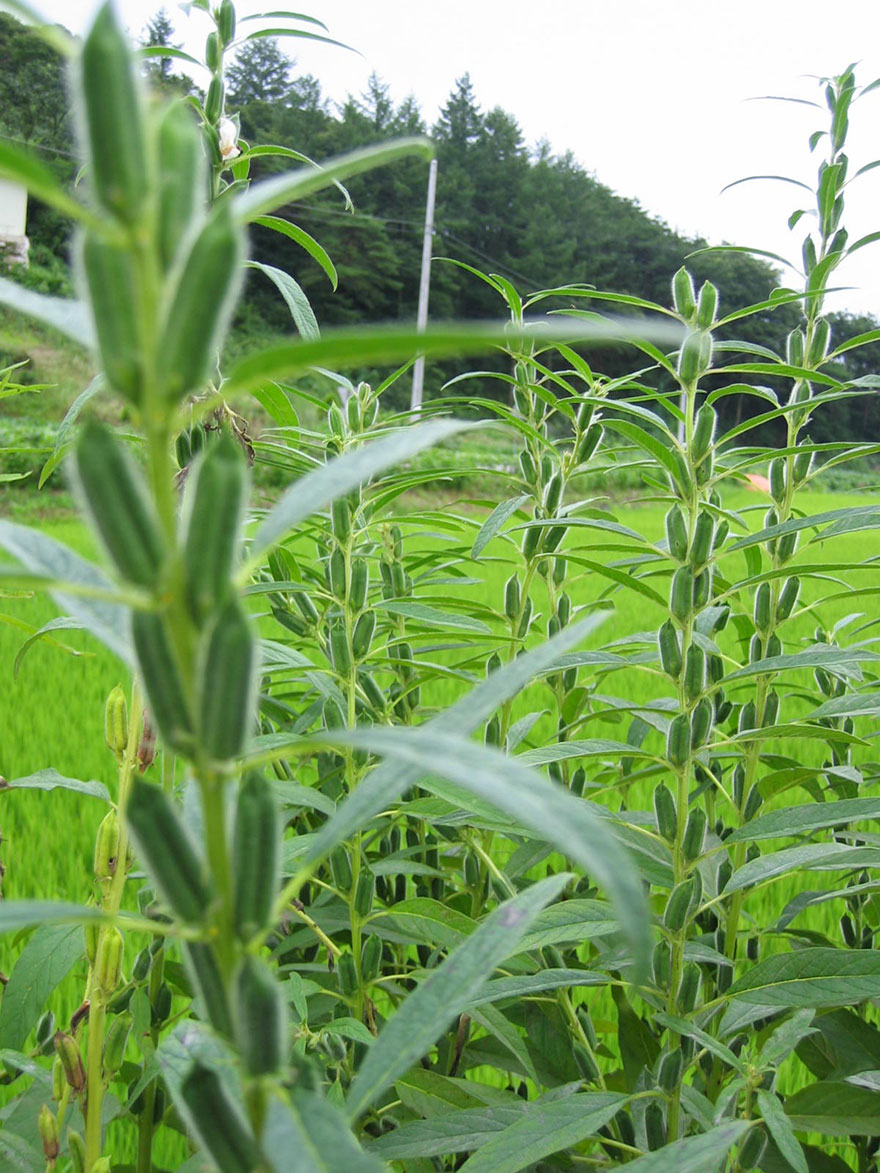 how-fruits-and-vegetables-grow-12-3 how-fruits-and-vegetables-grow-12-3