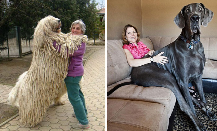 50 Dogs Who Don’t Understand How BIG They Are