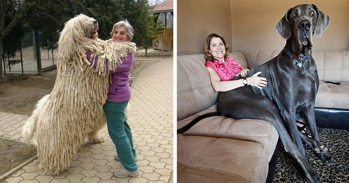 50 Dogs Who Don’t Understand How BIG They Are
