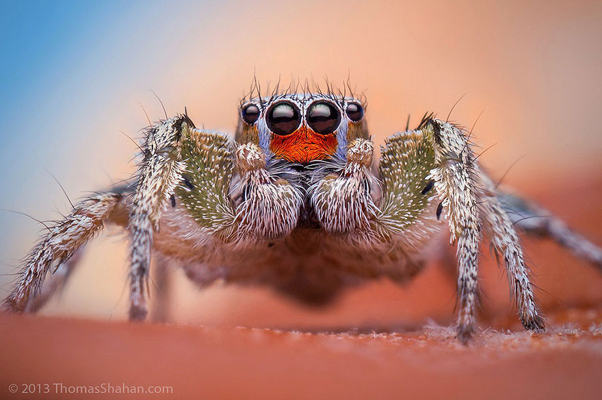 jumping-spiders-macro-photography-thomas-shahan-11 jumping-spiders-macro-photography-thomas-shahan-11