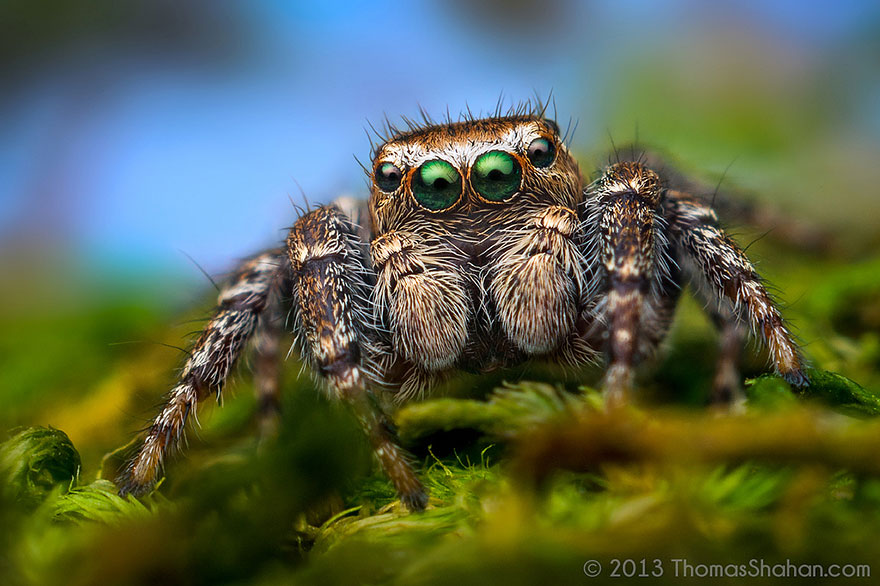 jumping-spiders-macro-photography-thomas-shahan-12 jumping-spiders-macro-photography-thomas-shahan-12