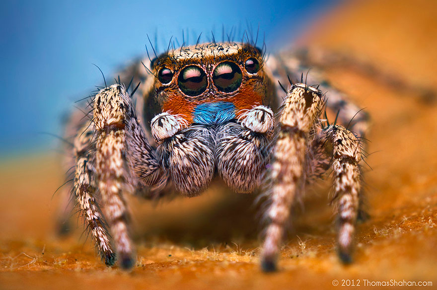 jumping-spiders-macro-photography-thomas-shahan-16 jumping-spiders-macro-photography-thomas-shahan-16