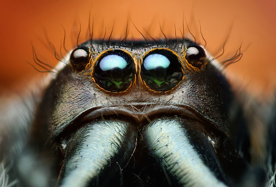 jumping-spiders-macro-photography-thomas-shahan-17 jumping-spiders-macro-photography-thomas-shahan-17