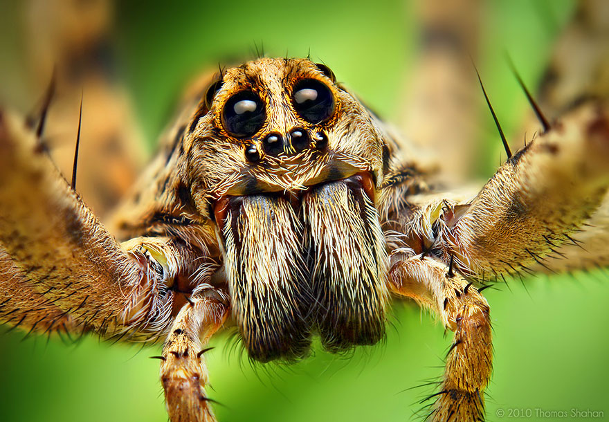 jumping-spiders-macro-photography-thomas-shahan-18 jumping-spiders-macro-photography-thomas-shahan-18