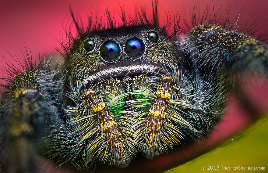 jumping-spiders-macro-photography-thomas-shahan-19 jumping-spiders-macro-photography-thomas-shahan-19