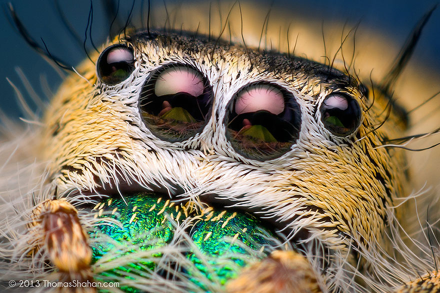 jumping-spiders-macro-photography-thomas-shahan-3 jumping-spiders-macro-photography-thomas-shahan-3