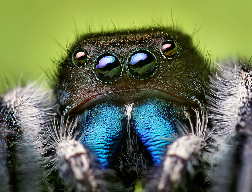 jumping-spiders-macro-photography-thomas-shahan-8 jumping-spiders-macro-photography-thomas-shahan-8