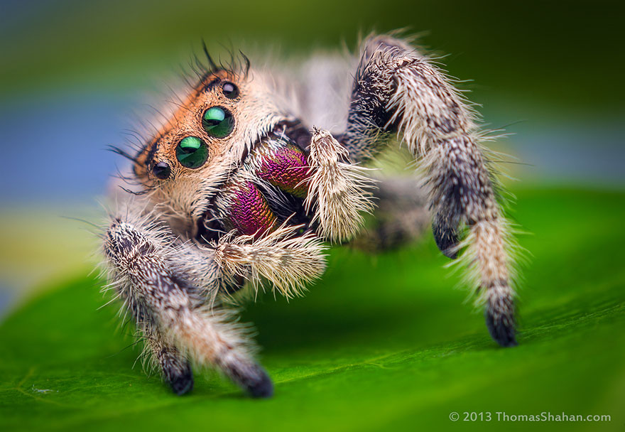 jumping-spiders-macro-photography-thomas-shahan-9 jumping-spiders-macro-photography-thomas-shahan-9