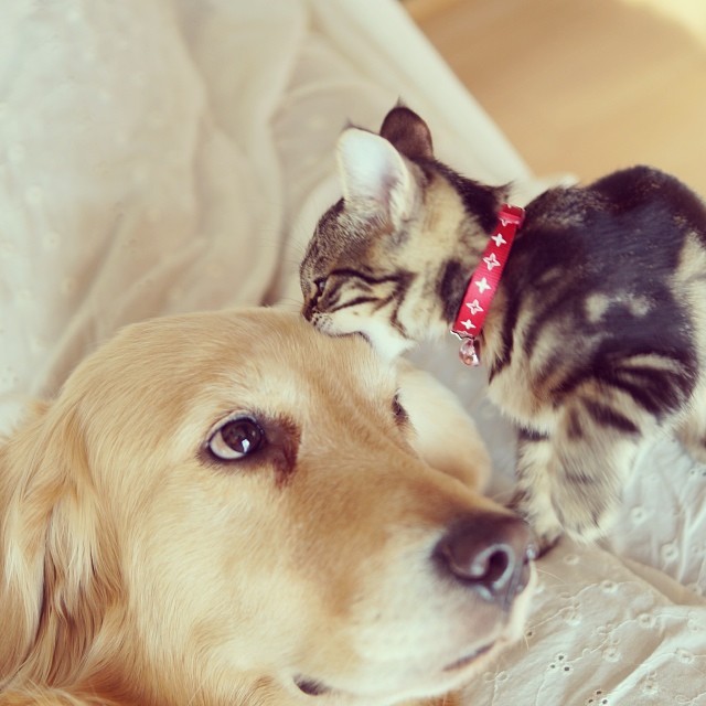 kitten-rescued-golden-retriever-ichimi-ponzu-jessiepon-18 kitten-rescued-golden-retriever-ichimi-ponzu-jessiepon-18