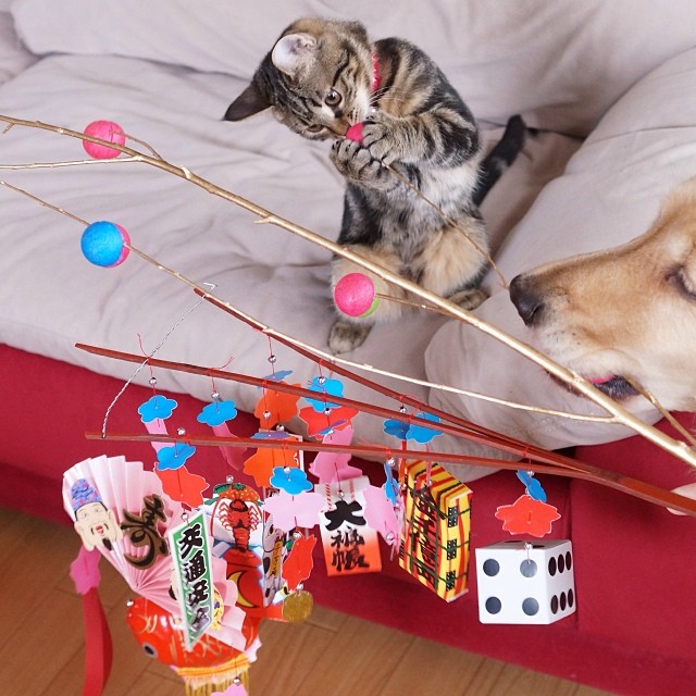 kitten-rescued-golden-retriever-ichimi-ponzu-jessiepon-8 kitten-rescued-golden-retriever-ichimi-ponzu-jessiepon-8