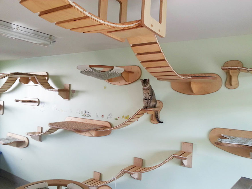 Rooms Transformed Into Overhead Cat Playgrounds With Walkways And Platforms