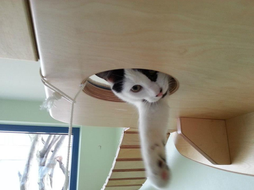 overhead-cat-playground-room-goldtatze-12