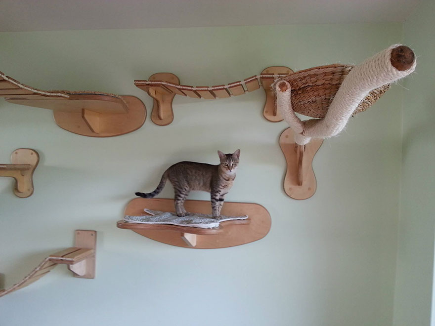 overhead-cat-playground-room-goldtatze-4
