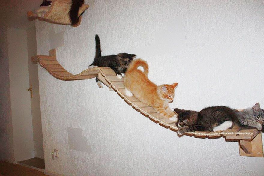 overhead-cat-playground-room-goldtatze-8