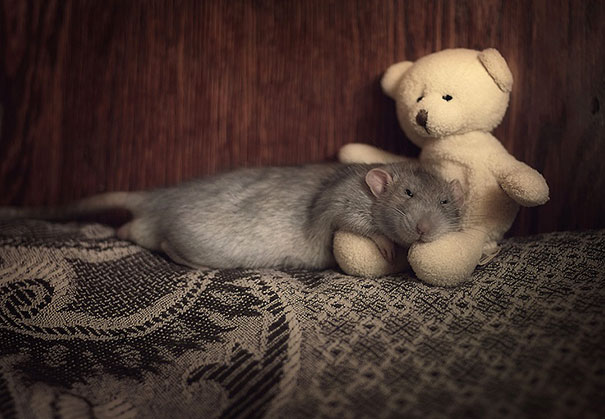 rats-with-teddy-bears-1 rats-with-teddy-bears-1