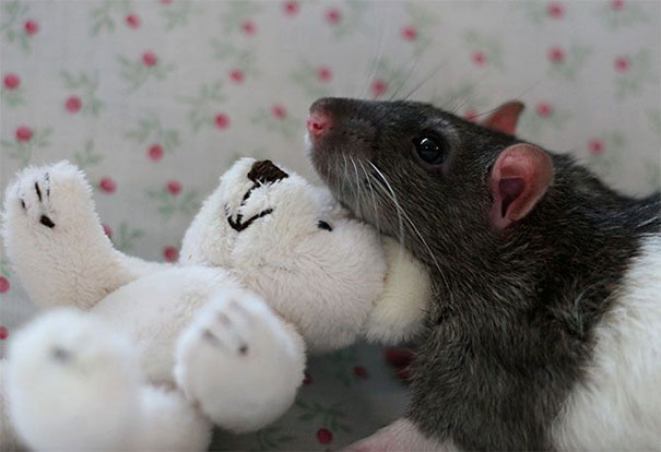 rats-with-teddy-bears-2 rats-with-teddy-bears-2