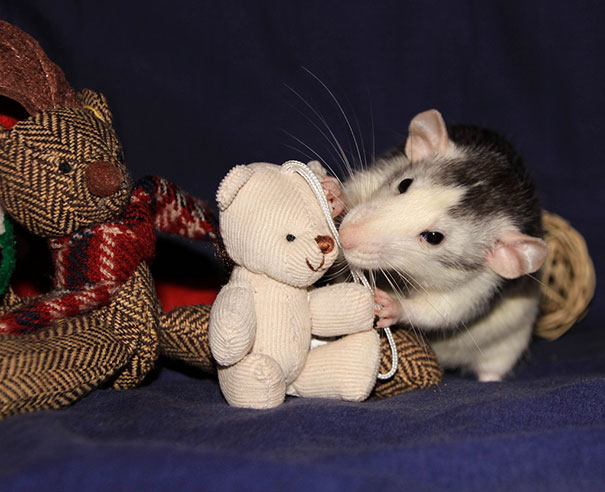 rats-with-teddy-bears-5 rats-with-teddy-bears-5