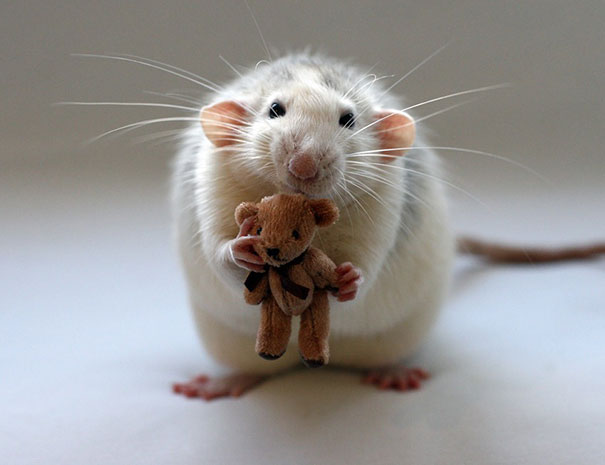 rats-with-teddy-bears-ellen-van-deelen-2 rats-with-teddy-bears-ellen-van-deelen-2