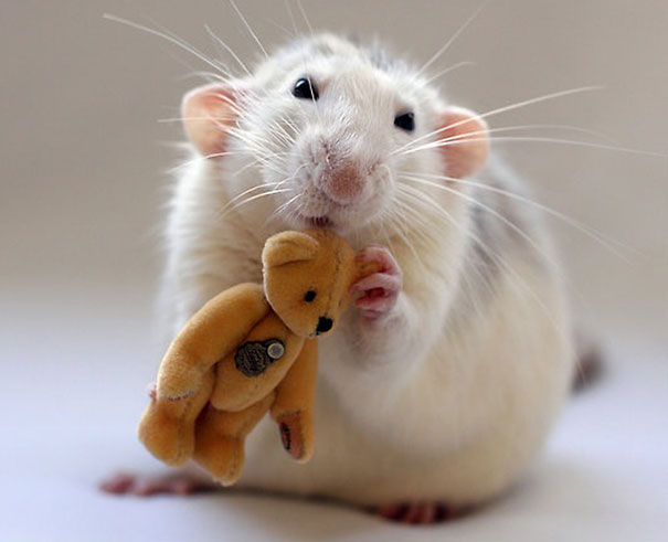 rats-with-teddy-bears-ellen-van-deelen-5 rats-with-teddy-bears-ellen-van-deelen-5