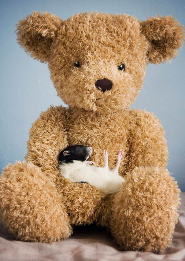 rats-with-teddy-bears-jessica-florence-11 rats-with-teddy-bears-jessica-florence-11